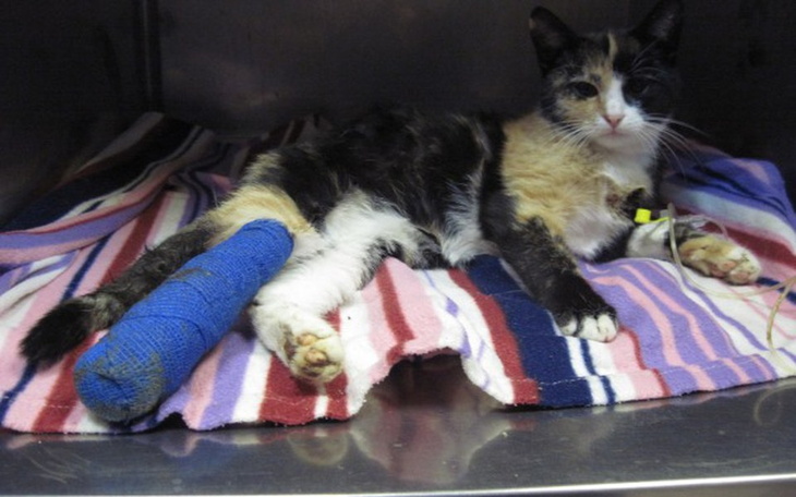 Zbiórka Przegraliśmy walkę, został dług - zdjęcie główne