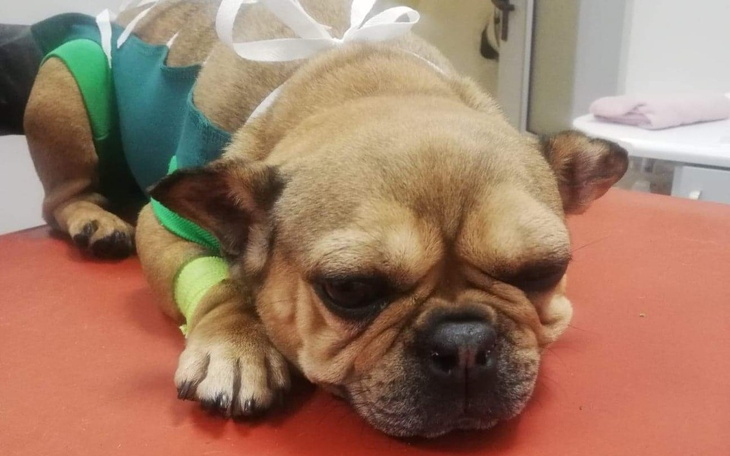 Zbiórka Ratunek dla Poli - zdjęcie główne