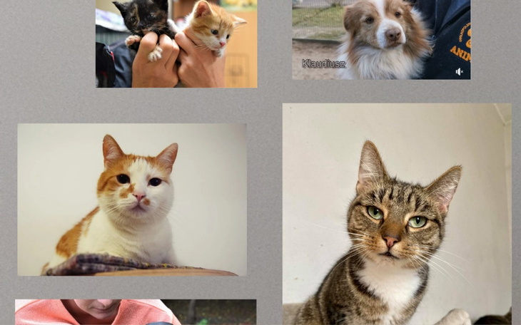 Zbiórka Na schronisko Otoz Animals - zdjęcie główne