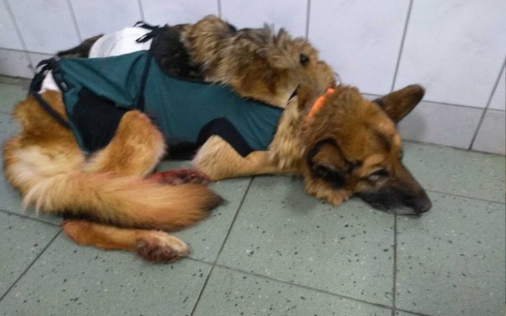 Zbiórka Niewidoma Gaja po operacji. - zdjęcie główne