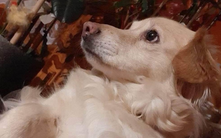 Zbiórka Zbiórka na leczenie Psotki - zdjęcie główne