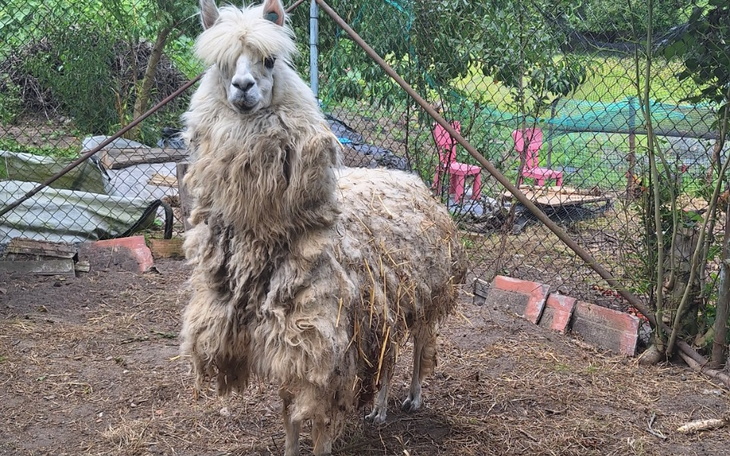 Lama z długim futrem w ogrodzie.
