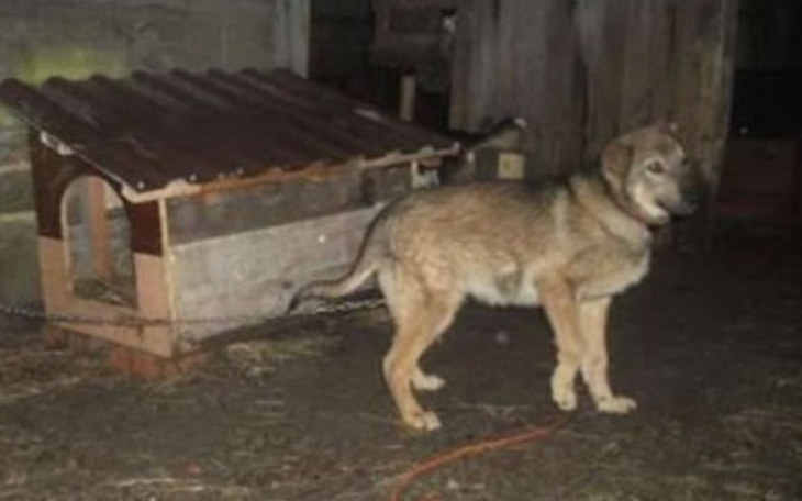 Zbiórka Agresywny Roki prosi o pomoc - zdjęcie główne