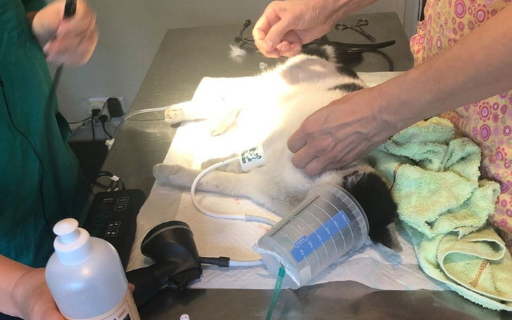 Zbiórka Pomagamy Fundacji Bojkot - zdjęcie główne