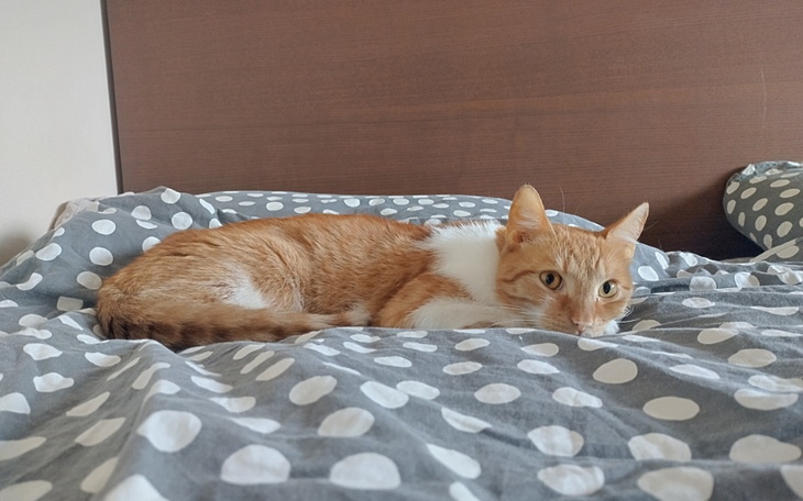 Zbiórka Archie zbiera na leczenie - zdjęcie główne