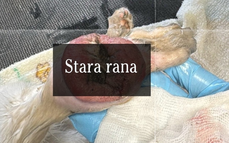 Zbiórka Kot z otwartym złamaniem - zdjęcie główne