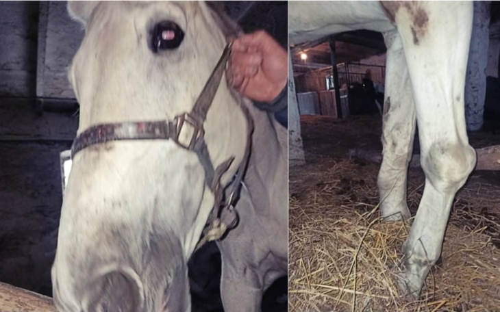 Zbiórka KALINKA - Ratunek przed rzeźnią. - zdjęcie główne