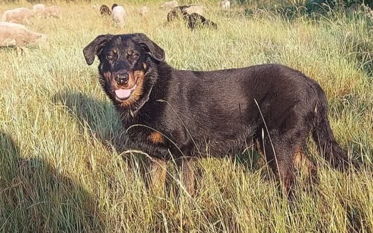 Czarny pies na tle zielonej trawy, uśmiechnięty.