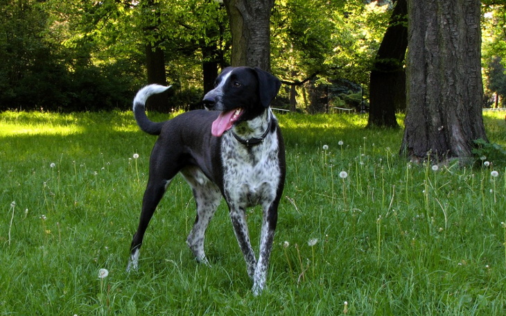 Zbiórka Piesek Bono walczy z nowotworem - zdjęcie główne