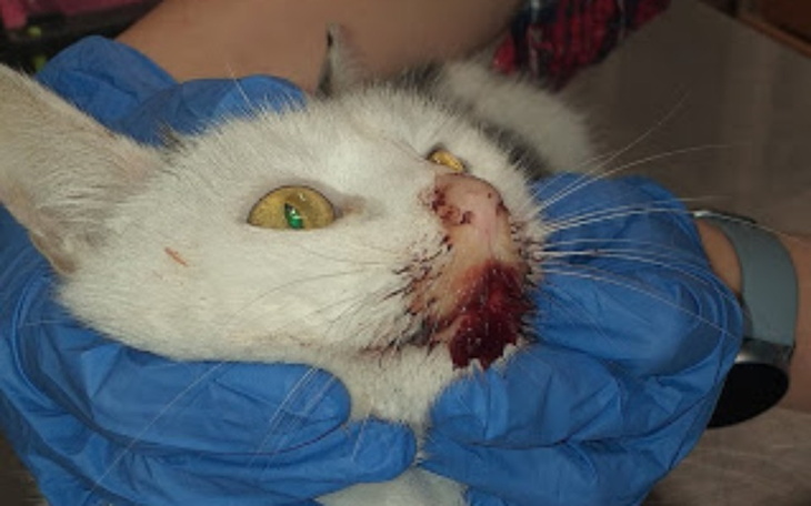 Zbiórka Pomóż nam ratować zwierzaki - zdjęcie główne