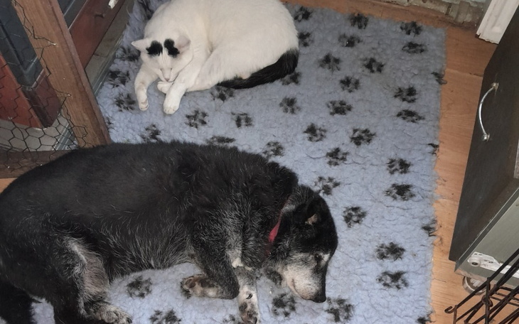 Pies i kot odpoczywają na dywaniku w przytulnym wnętrzu.