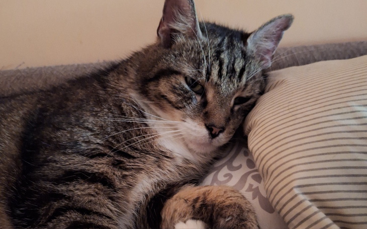 Kot leżący na poduszce, wygląda na zrelaksowanego.