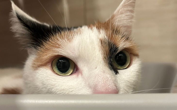 Kot z ciekawymi oczami, spoglądający z pudełka.