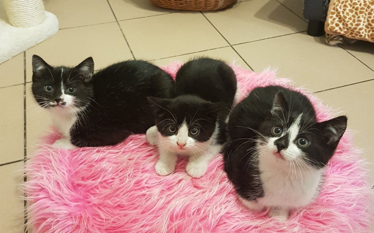 Trzy czarne koty siedzące na różowym dywaniku.