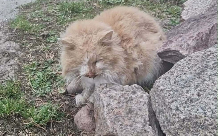 Bezdomny kot odpoczywający wśród kamieni na zewnątrz.