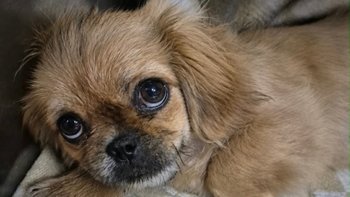 Zbiórka Skazał ją na śmierć bo zachorowała - miniaturka zdjęcia