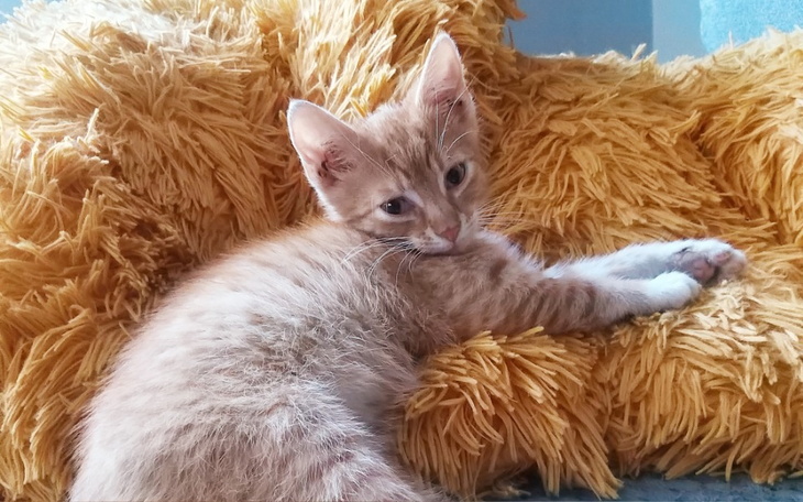 Zbiórka Uratujmy łapkę tego maluszka - zdjęcie główne