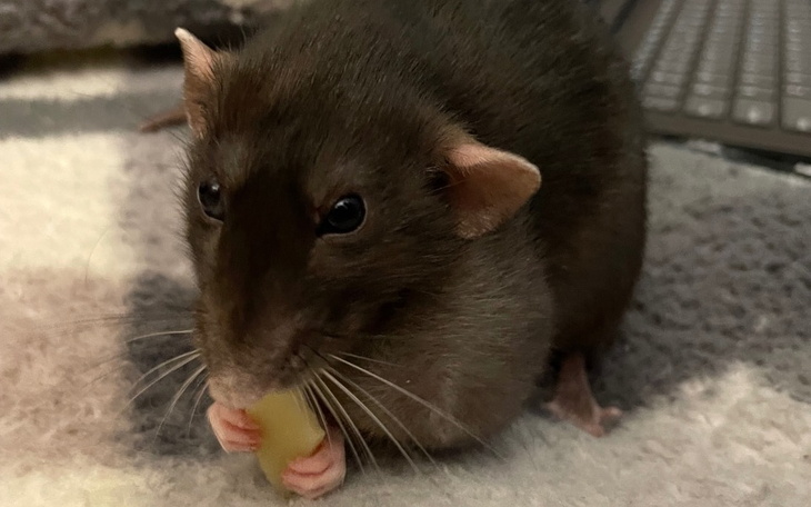 Zbiórka Leczenie Bezy i Charllie. - zdjęcie główne