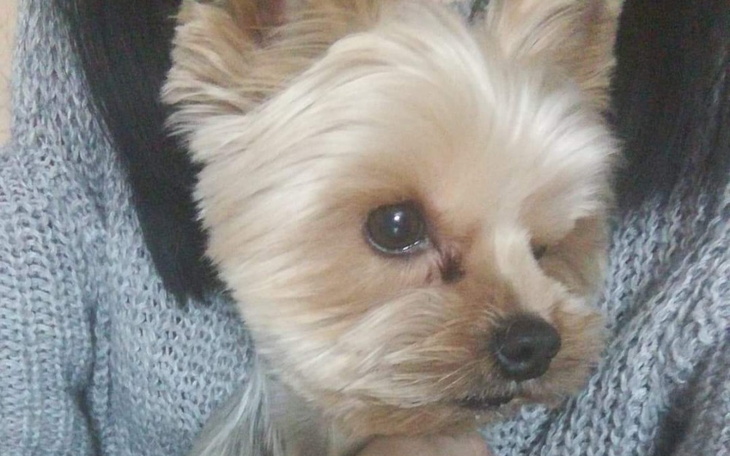 Zbiórka Piesek potrzebujący operacji - zdjęcie główne