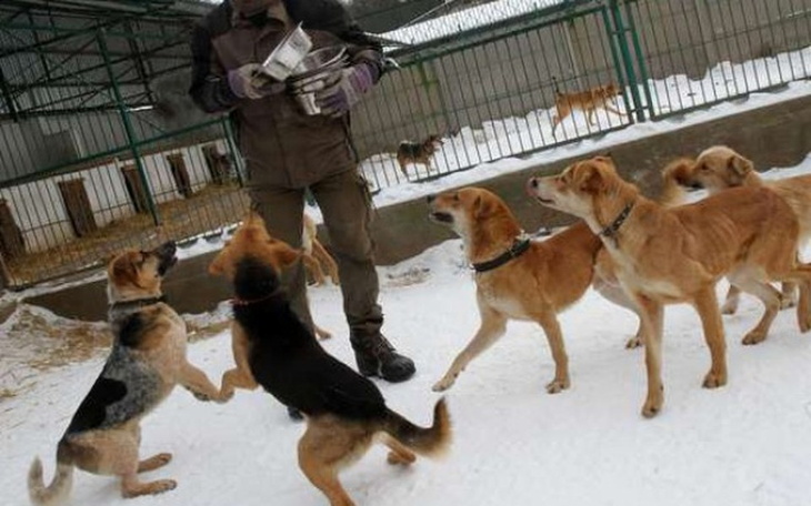 Zbiórka Pomoc dla Schroniska! - zdjęcie główne