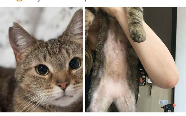 Zbiórka Łysieje- tylko dlaczego?! - zdjęcie główne