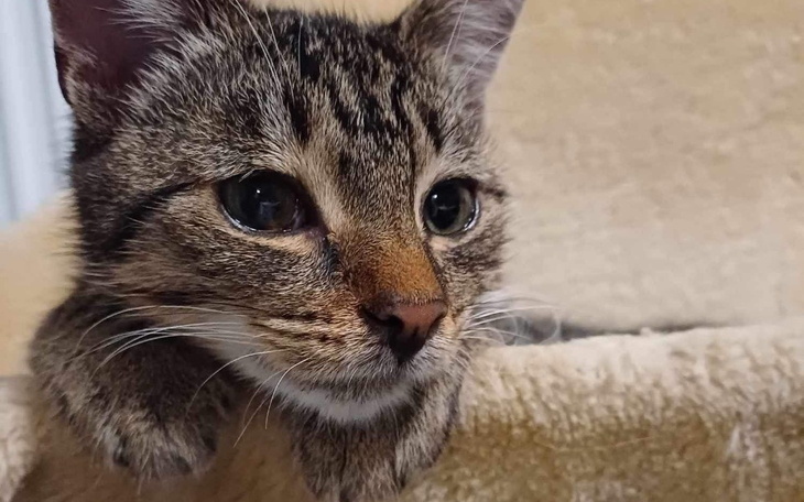 Kot z bliska, z wyrazistymi oczami.