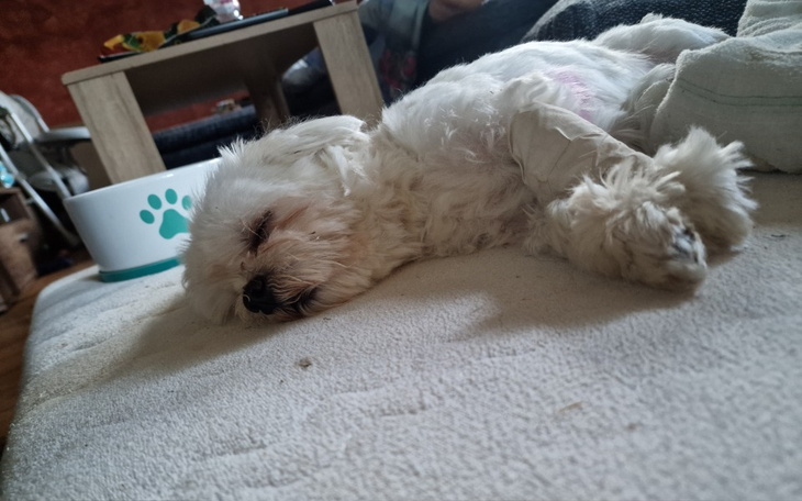 Zbiórka Frodo - pomoc w opłaceniu wet. - zdjęcie główne