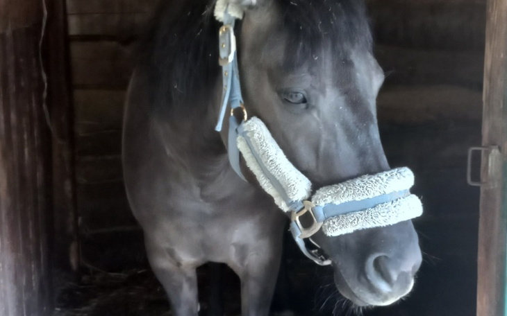 Czarny koń w stajni, z uprzężą na głowie.