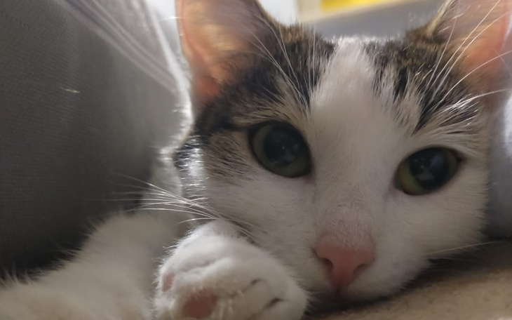 Zbiórka Na ratowanie życia kotce Mii - zdjęcie główne