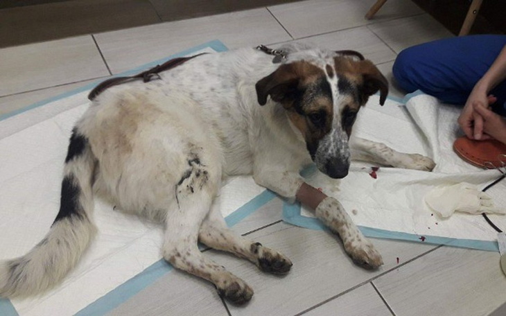 Zbiórka Uwaga! Uratuj Zoltana! - zdjęcie główne