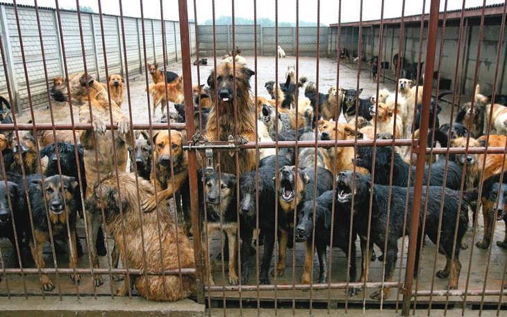 Psy w schronisku, czekające na adopcję.