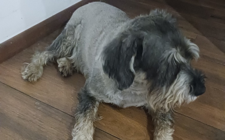 Zbiórka Operacja piesek sznaucer pilne - zdjęcie główne