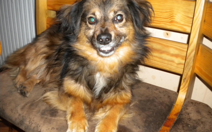 Zbiórka Na karme dla niewidomego Misia - zdjęcie główne