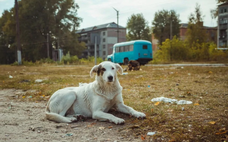Zbiórka Pomoc porzuconym Psom - zdjęcie główne