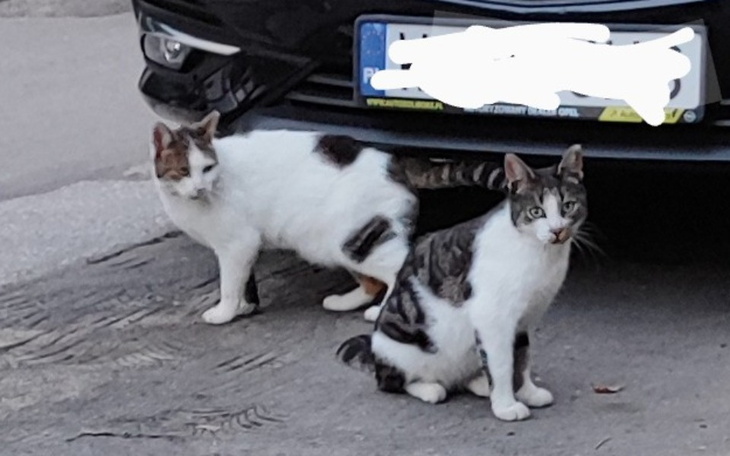 Zbiórka Niebieska Sfora - wrzesień - zdjęcie główne