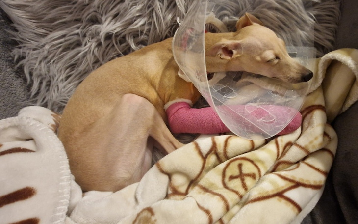 Pies w kołnierzu ochronnym, śpiący na kocu.