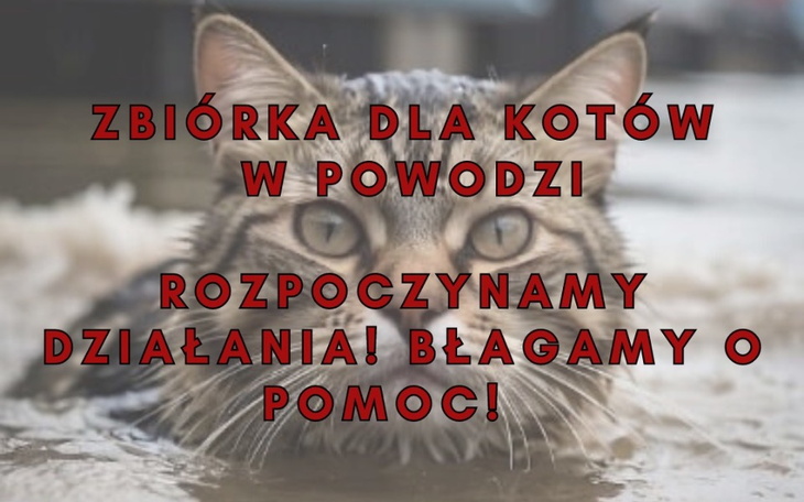 Stół z jedzeniem i produktami spożywczymi w kuchni.