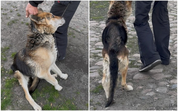 Pies siedzący obok swojego właściciela.