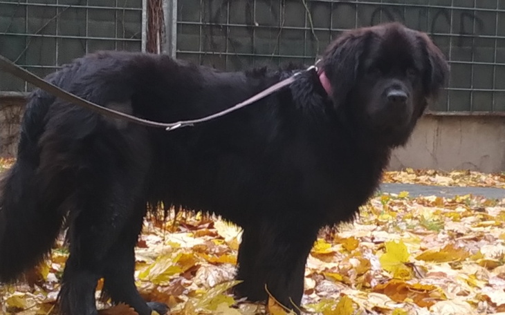 Zbiórka Na Leczenie łapek Lili - zdjęcie główne