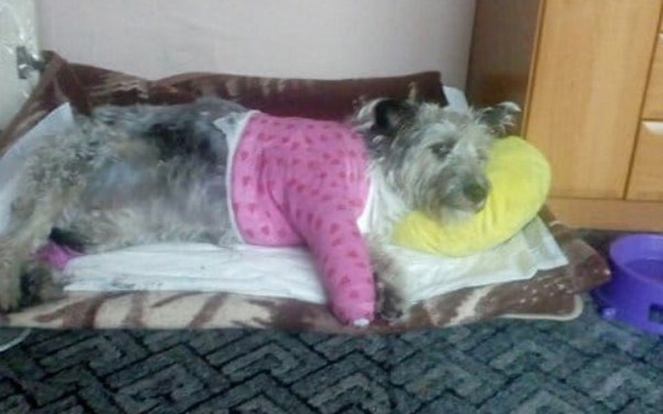 Zbiórka Operacja Sznupki - zdjęcie główne