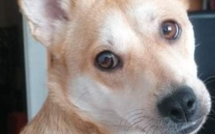 Zbiórka dla mojego psiaka - zdjęcie główne