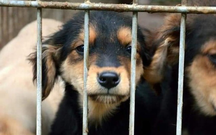 Zbiórka Psiaki z W I M - zdjęcie główne