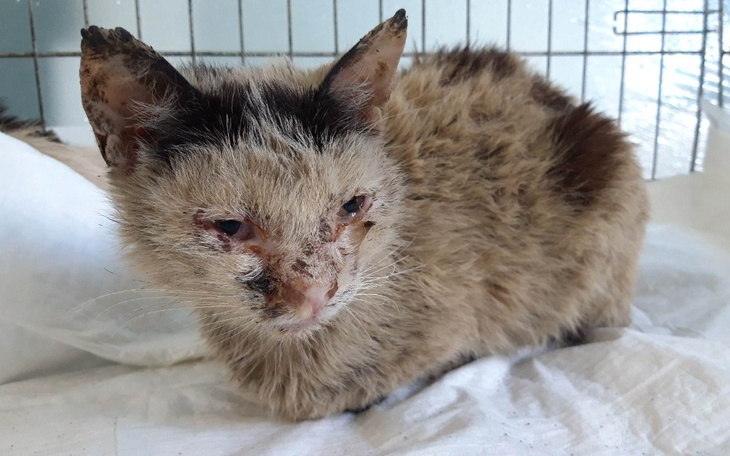 Zbiórka Kociaki wyciągnięte z piekła - zdjęcie główne