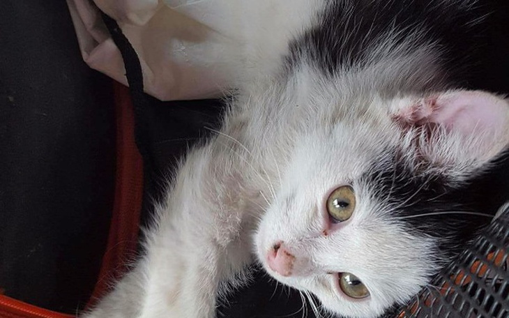 Zbiórka Kruche ciałko ❤ - zdjęcie główne