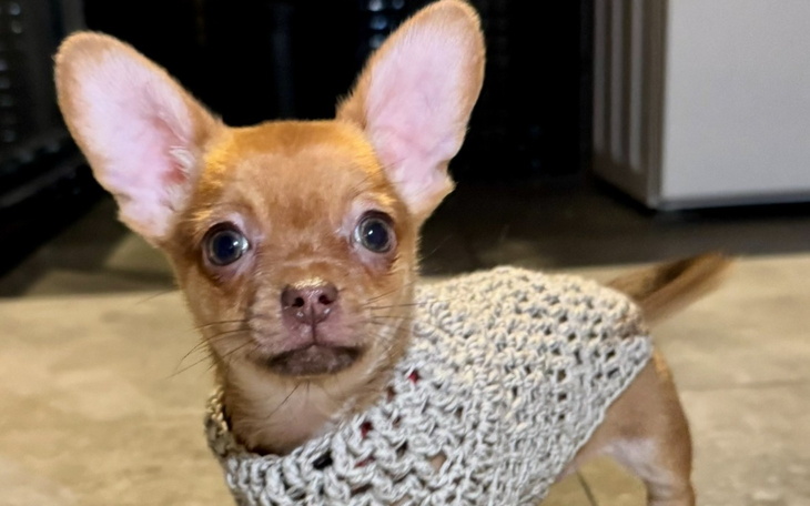 Mały piesek w sweterku, z dużymi uszami.