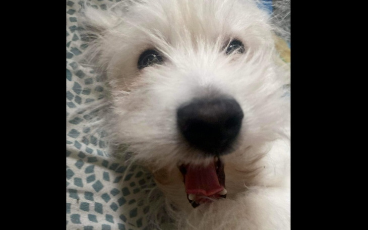 Zbiórka Operacja rzepki mojego pieska - zdjęcie główne