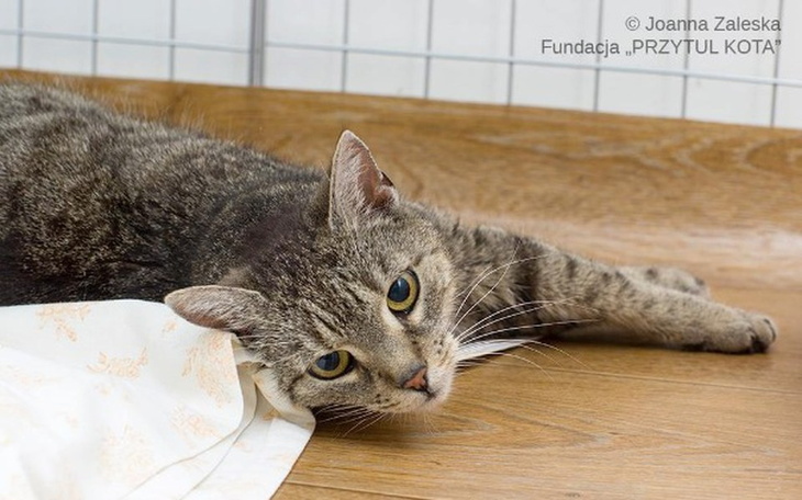 Kot leżący na podłodze, zrelaksowany i spokojny.