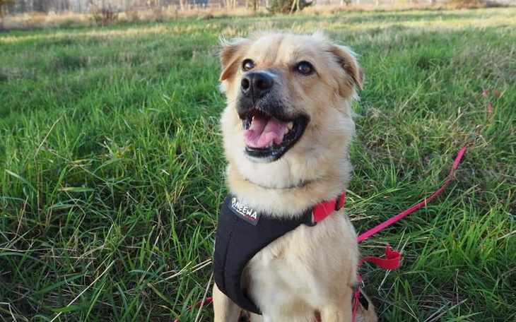 Zbiórka Lepsze warunki dla Gai - zdjęcie główne