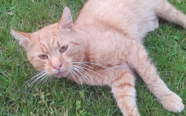 Zbiórka FRANEK-pomóż mu wyzdrowieć - zdjęcie główne