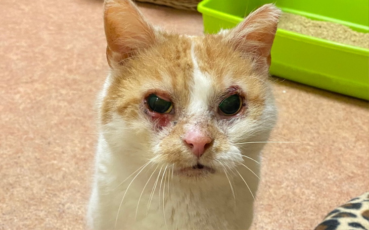 Zbiórka Leczenie Etny - marzec - zdjęcie główne